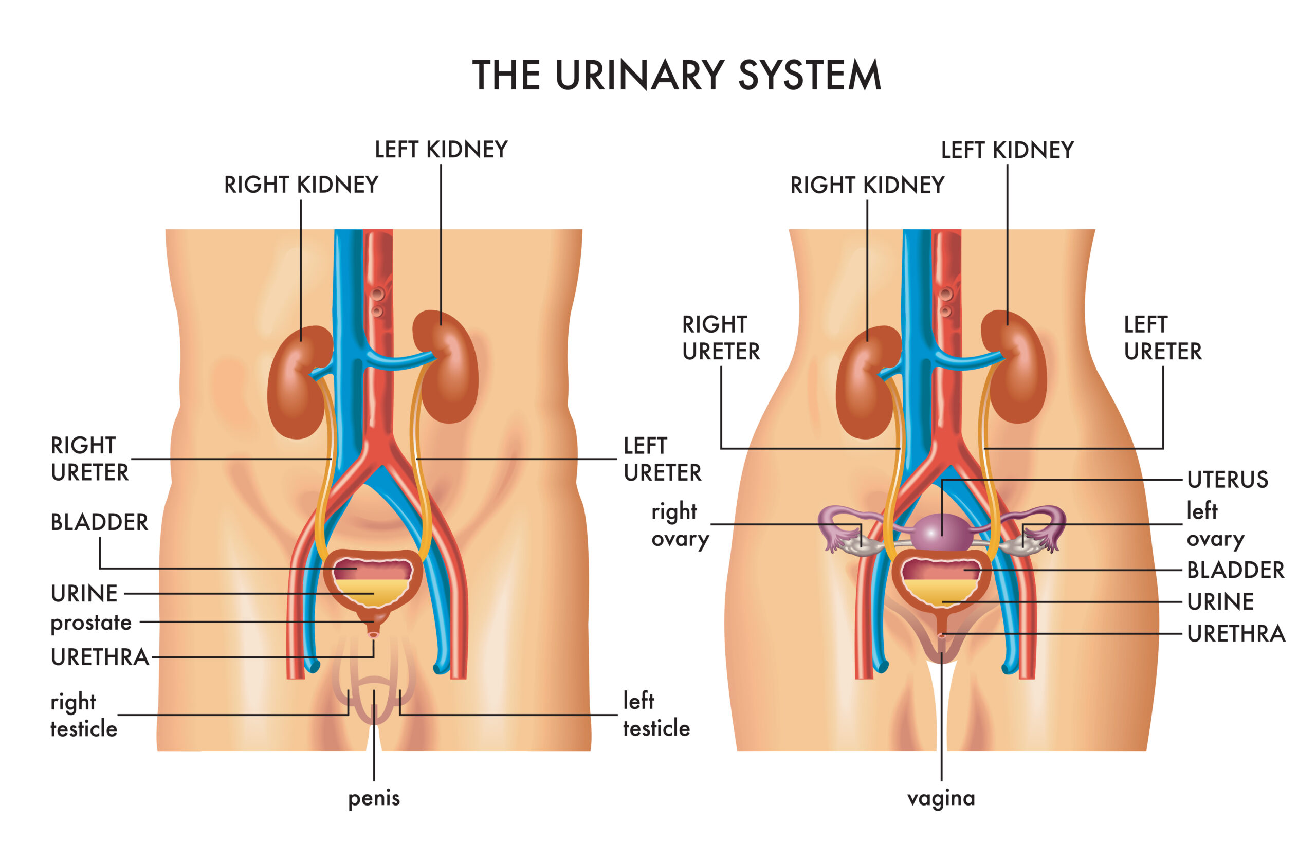 Anatomie der Blase Anatomie der Blase